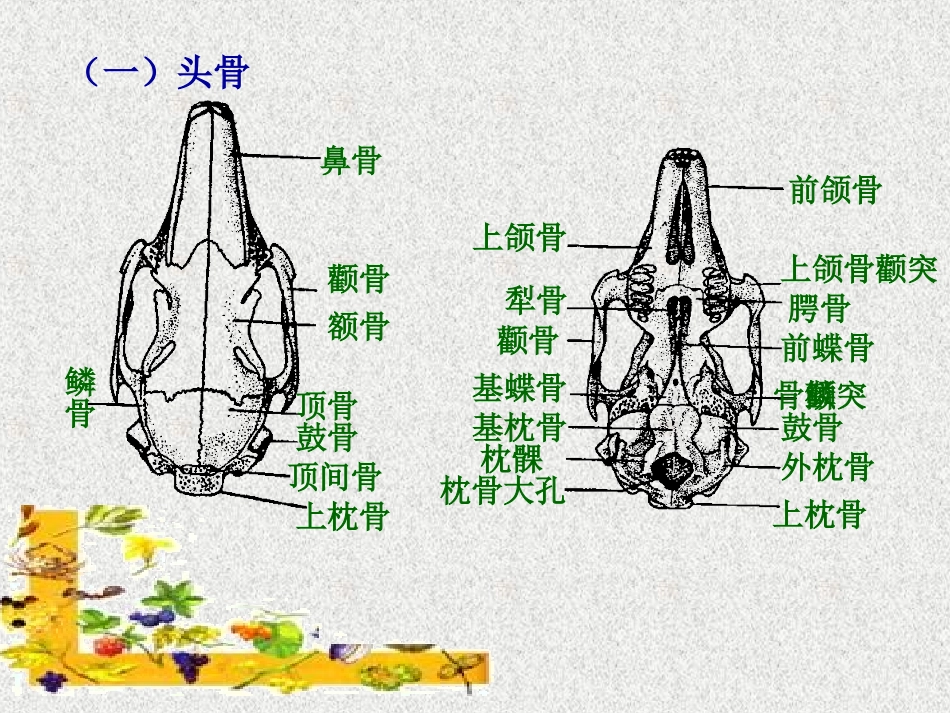 实验十一   家兔的骨骼_第3页