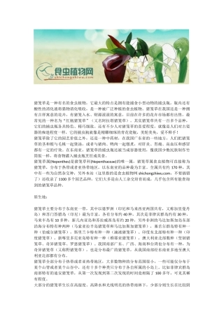认识猪笼草 - 猪笼草科(Nepenthaceae)中的猪笼草属(Nepenthes) - 食虫植物资料