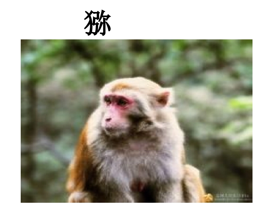 猕猴常见疾病_第1页
