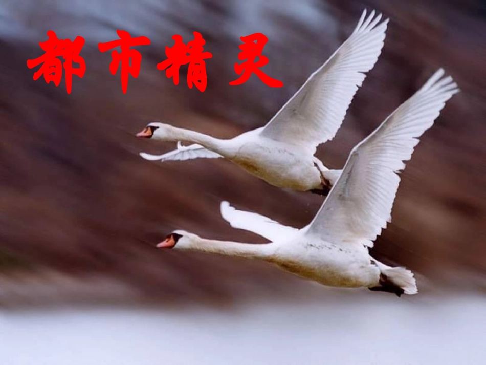 都市精灵课件_第1页