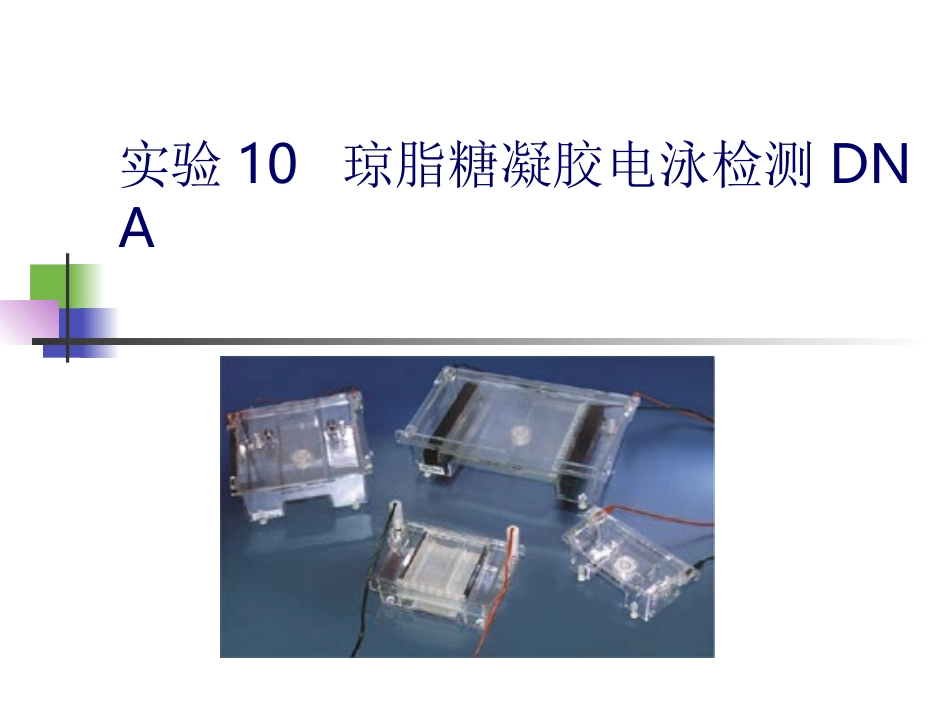 琼脂糖凝胶电泳检测DNA_第1页