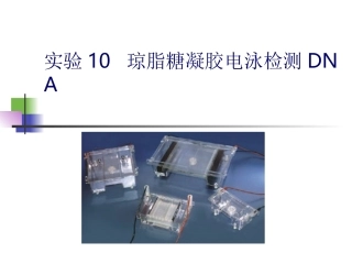 琼脂糖凝胶电泳检测DNA