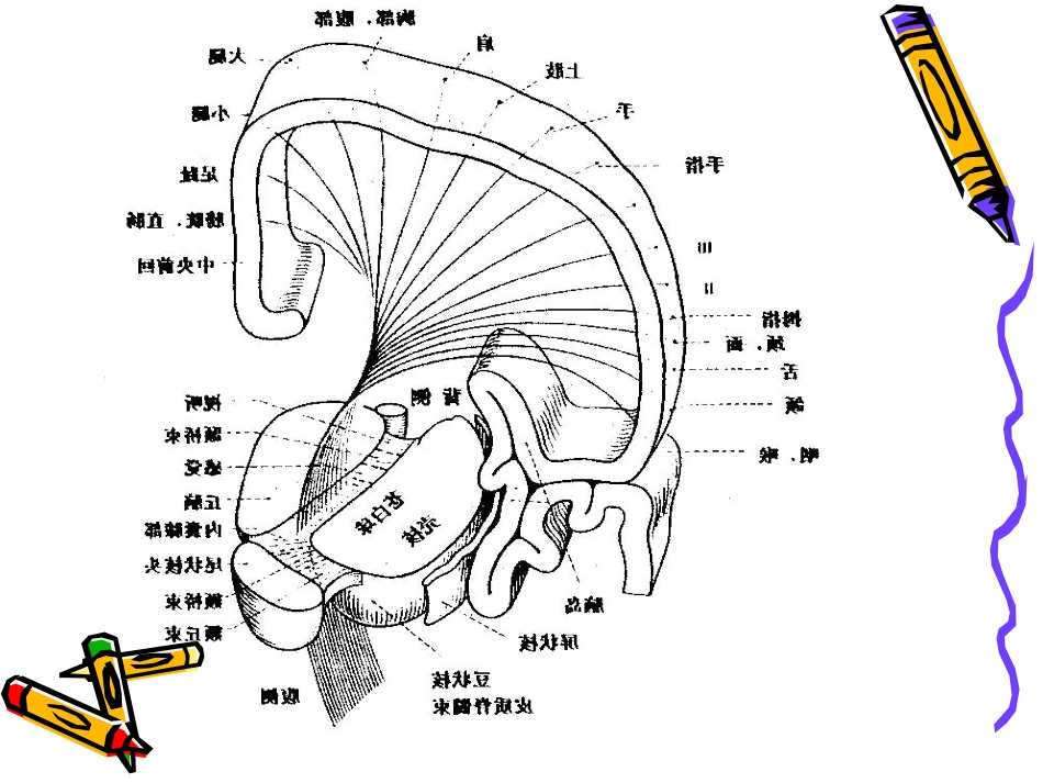 神经系统病变的定位诊断_第2页