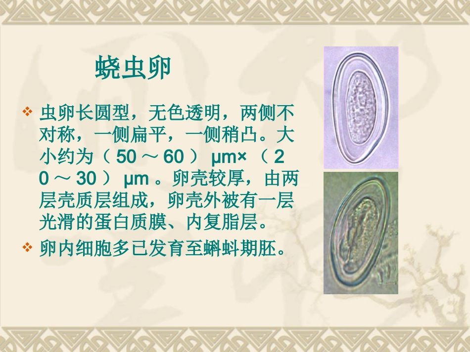 蠕形住肠线虫 (Enterobius vermicularis linnaeu - 新_第3页
