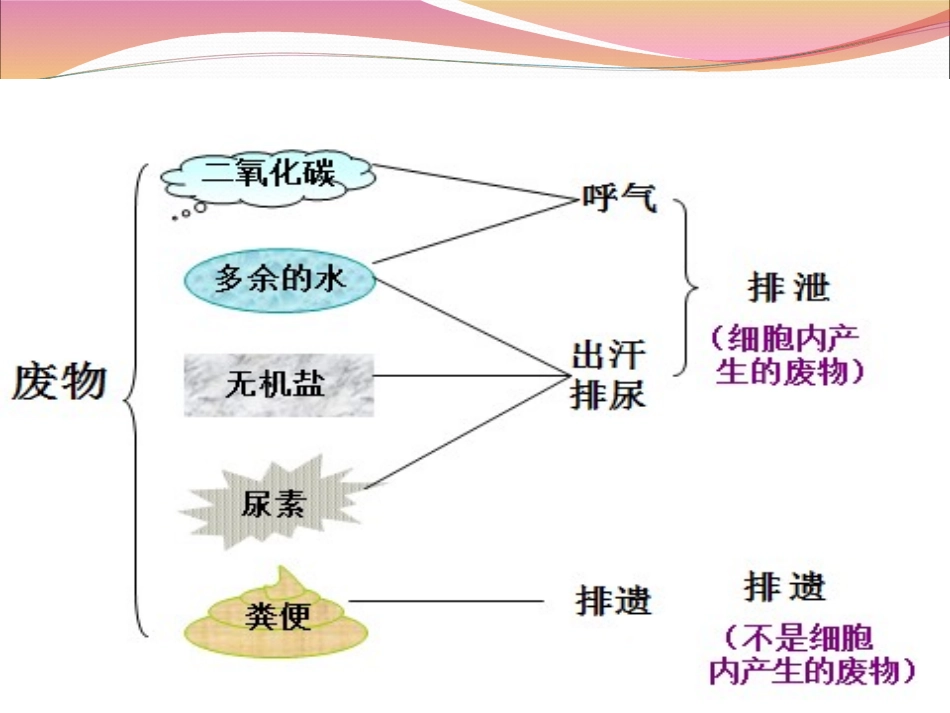 人体内废物的排出课件++23PPT_第3页