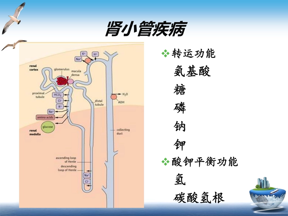 肾小管间质疾病_第2页