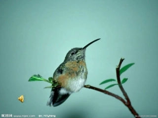《翠鸟》 (2)