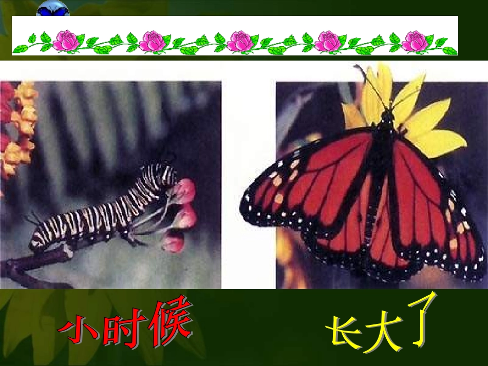 八年级生物昆虫的生殖和发育1_第3页