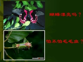 八年级生物昆虫的生殖和发育1