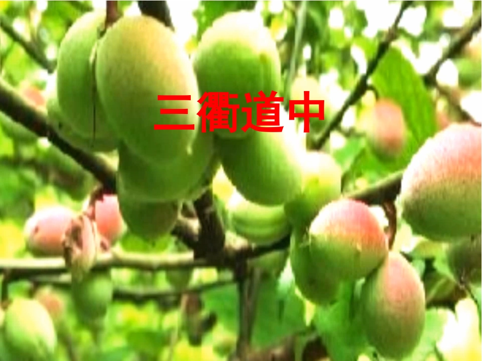 三衢道中教学课件_第2页