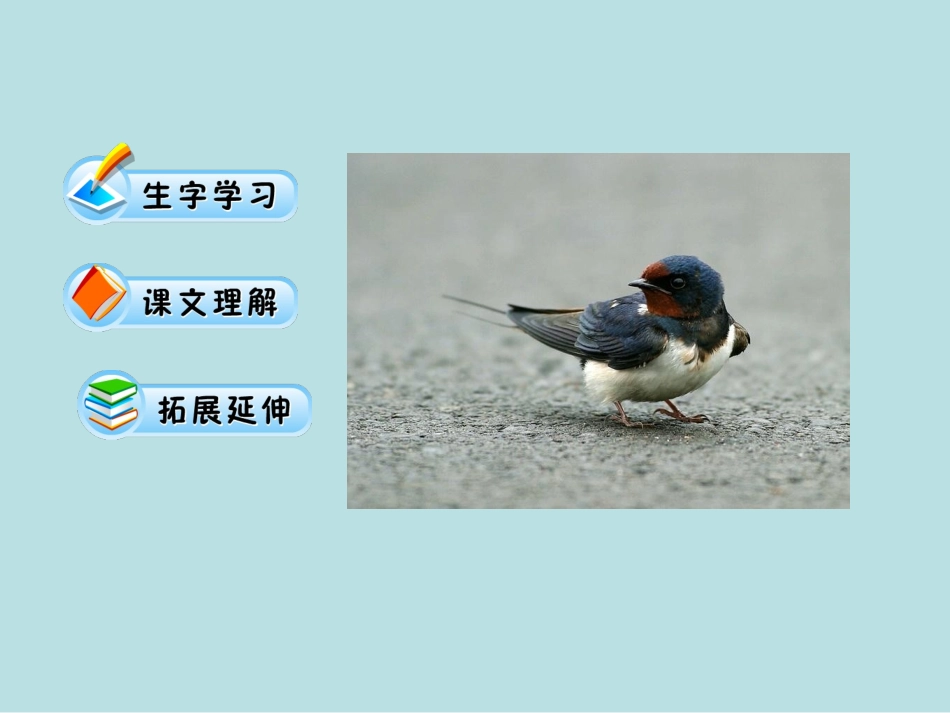 燕子课件（第一课时）_第3页