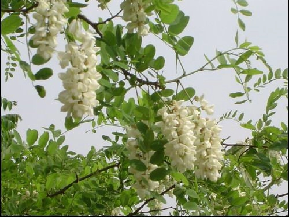 《槐乡的孩子》_第1页