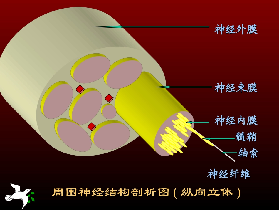 神经传导功能检测在临床的应用_第3页