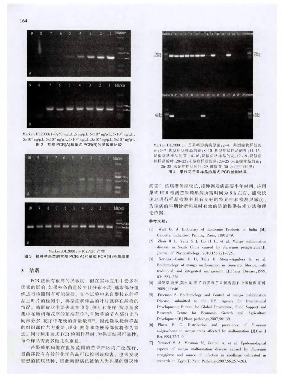 芒果畸形病的巢式PCR检测_第3页