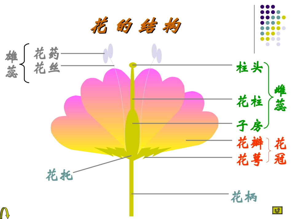 陈蓓八年级生物上册（191）课件_第2页