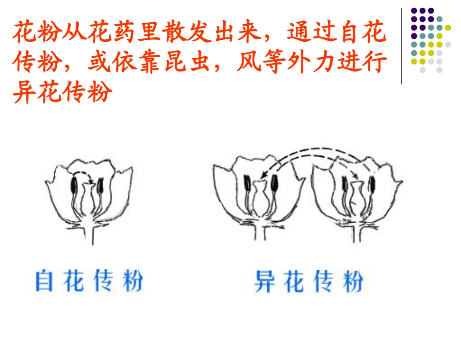 陈蓓八年级生物上册（191）课件_第3页