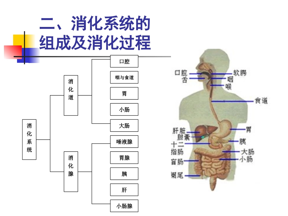 食品营养第二章_第3页