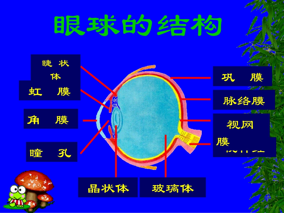 生物七年级下人教版4.6.1眼球的结构_第1页
