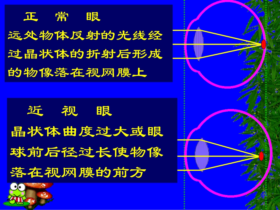 生物七年级下人教版4.6.1眼球的结构_第2页