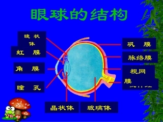 生物七年级下人教版4.6.1眼球的结构