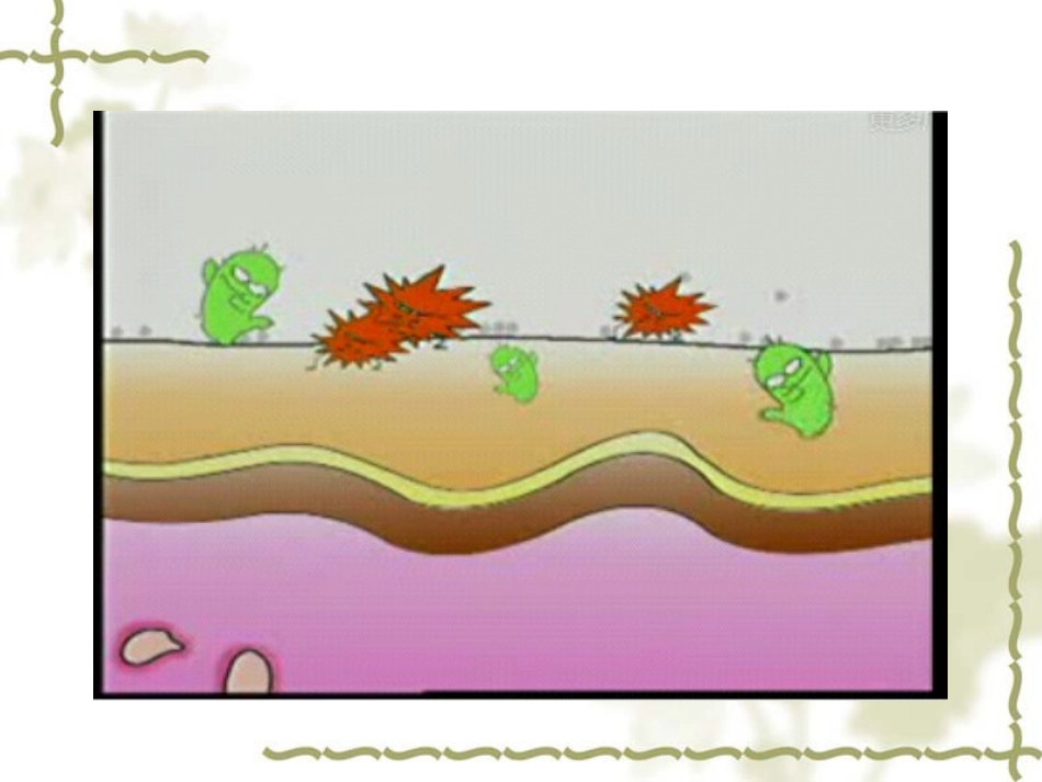 皮肤的基本构造_第3页