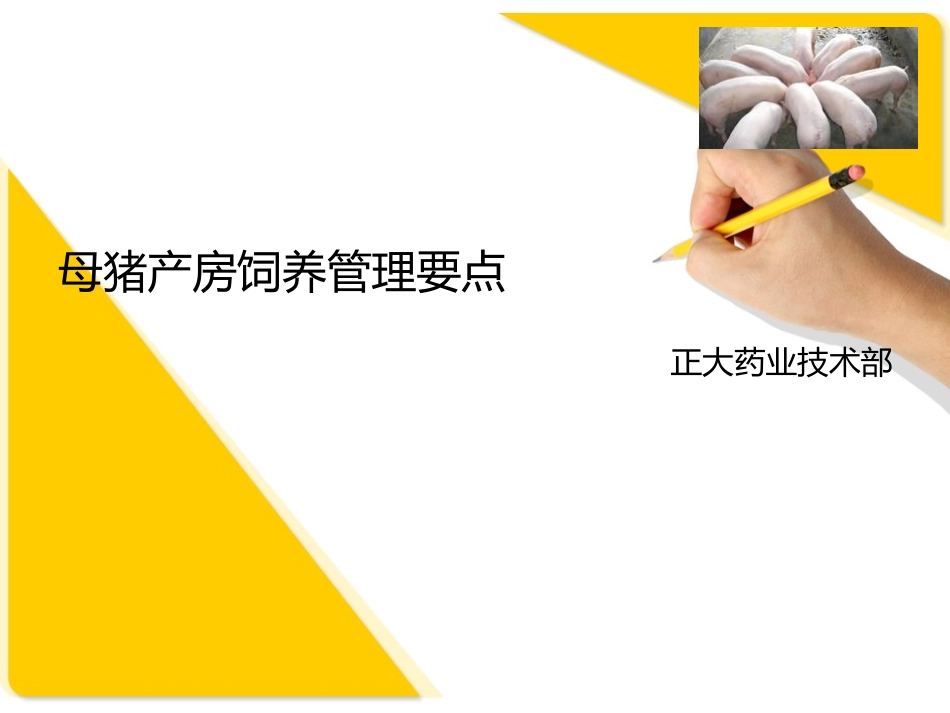 母猪产房管理要点_第1页