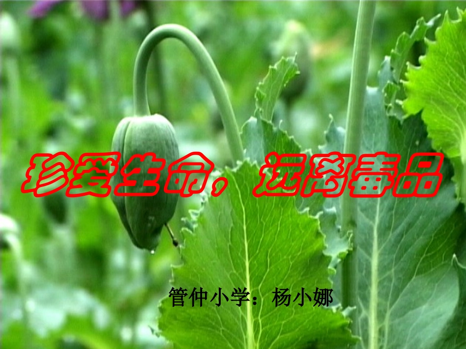 小学生毒品预防教育_第3页
