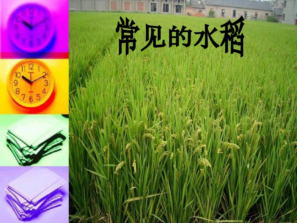 常见的农作物_第3页