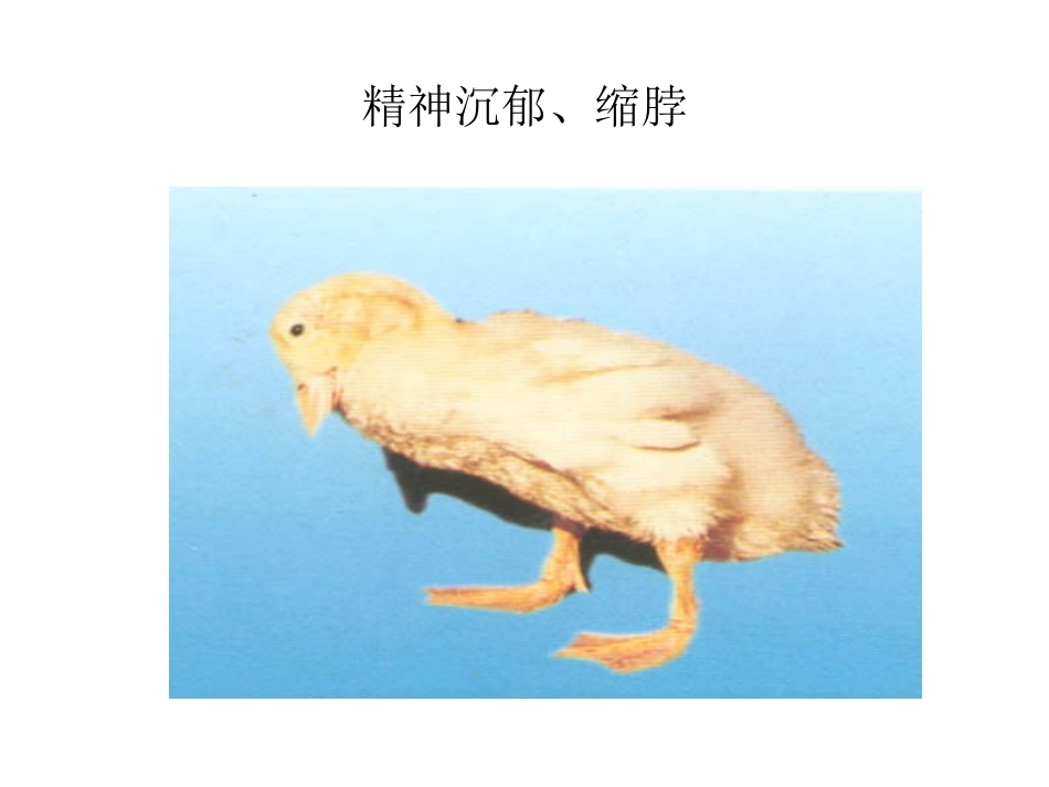 禽病学-传染性浆膜炎_第3页