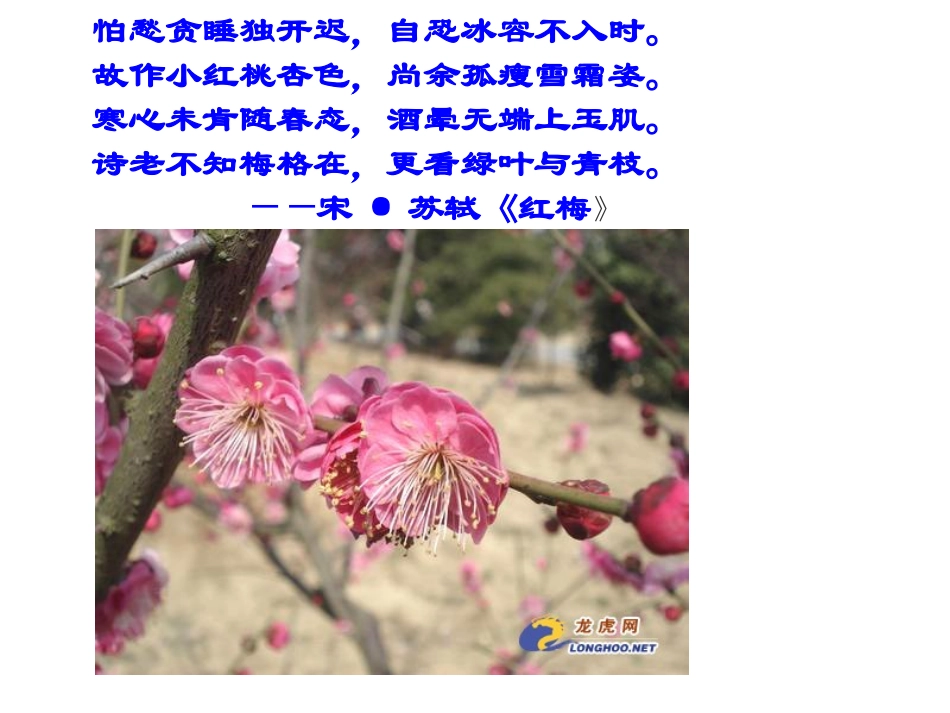 怕愁贪睡独开迟,自恐冰容不入时。 故作小红桃杏色,尚余孤瘦雪霜姿。..._第1页