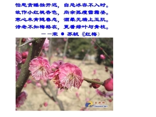 怕愁贪睡独开迟,自恐冰容不入时。 故作小红桃杏色,尚余孤瘦雪霜姿。...