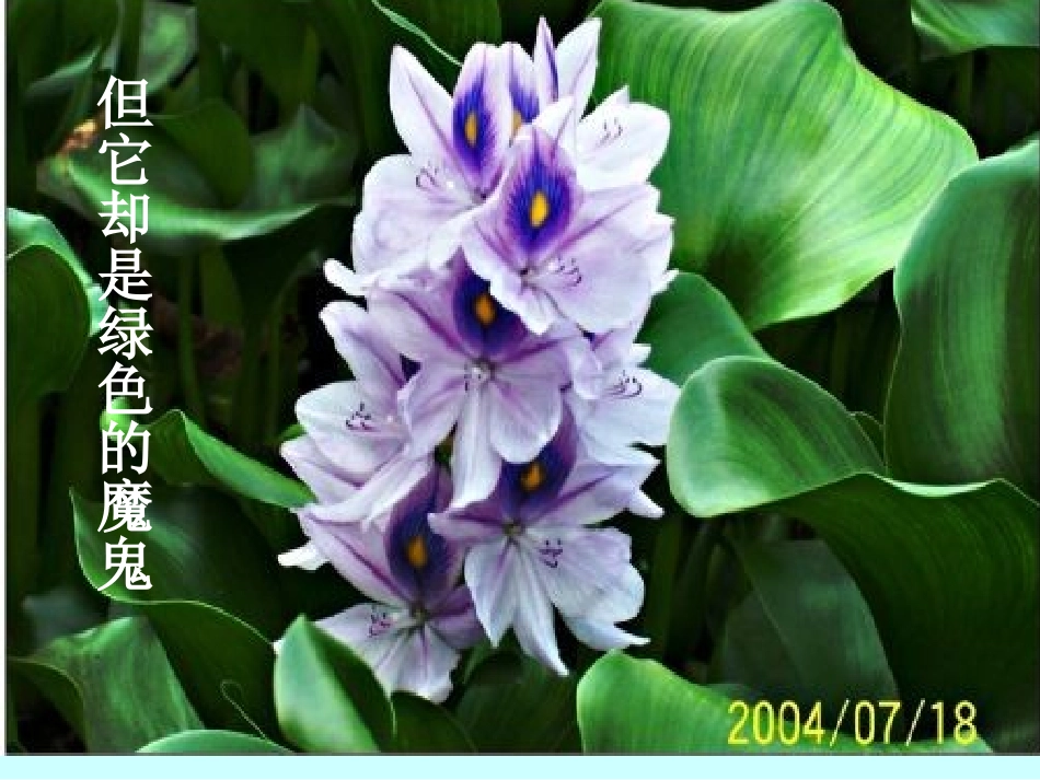 《生物入侵者》---教学课件_第3页