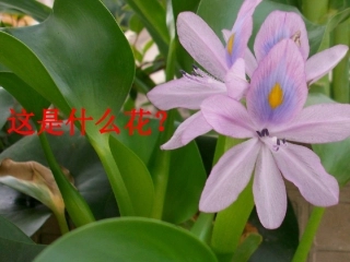 《生物入侵者》---教学课件
