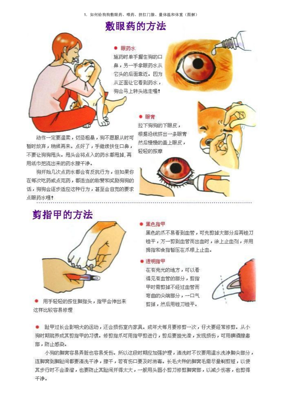 如何给狗狗敷眼药、喂药、挤肛门腺、量体温和体重(图解)_第1页