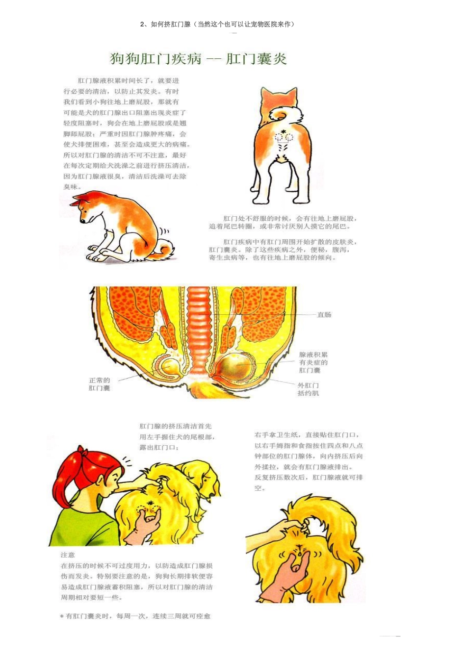 如何给狗狗敷眼药、喂药、挤肛门腺、量体温和体重(图解)_第2页
