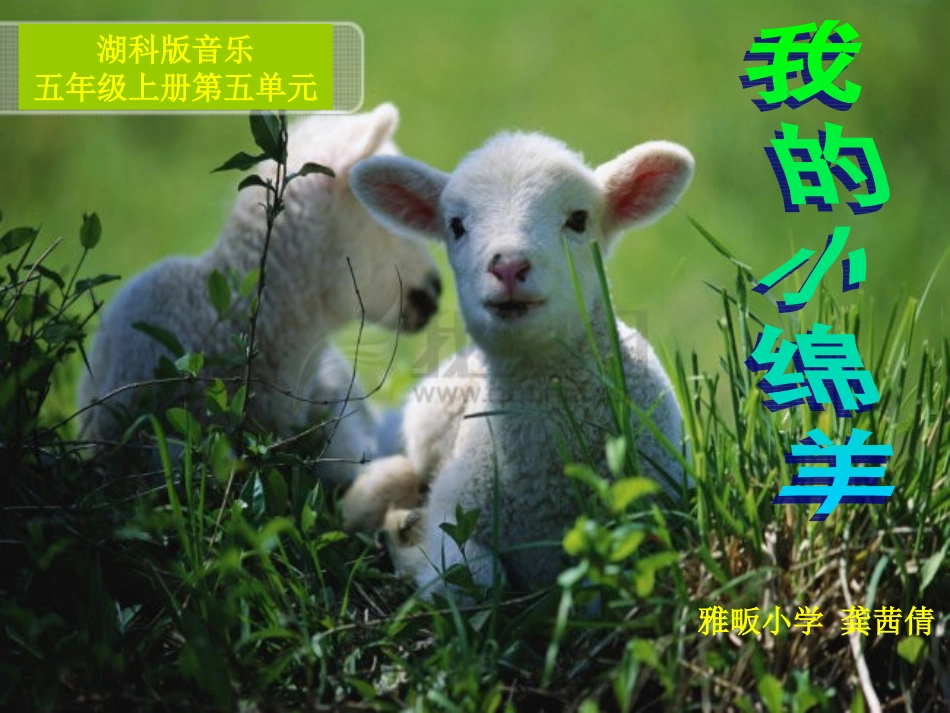 （音）我的小绵羊_第1页