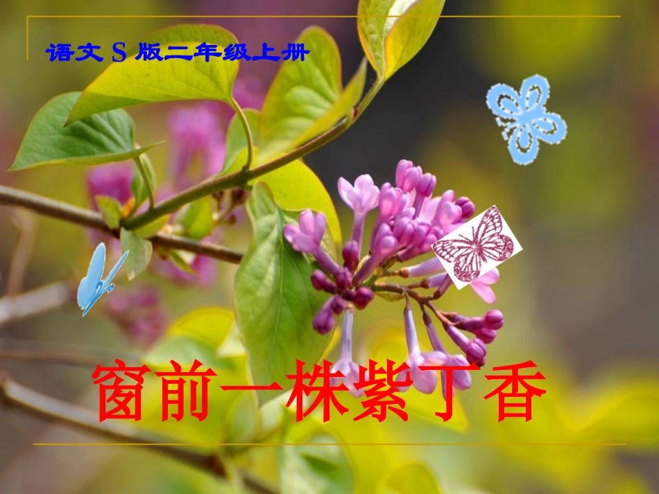 《窗前一株紫丁香》课件(语文S版二年级语文上册课件)_确定_第1页