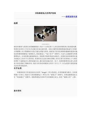 米格鲁猎兔犬的养护指南