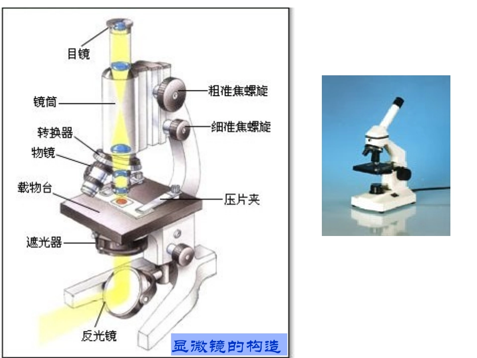 人教版高中生物第一章第二节显微镜的使用方法_第1页
