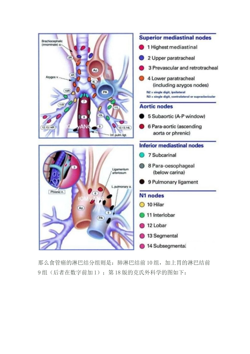 食管癌淋巴结分组_第3页