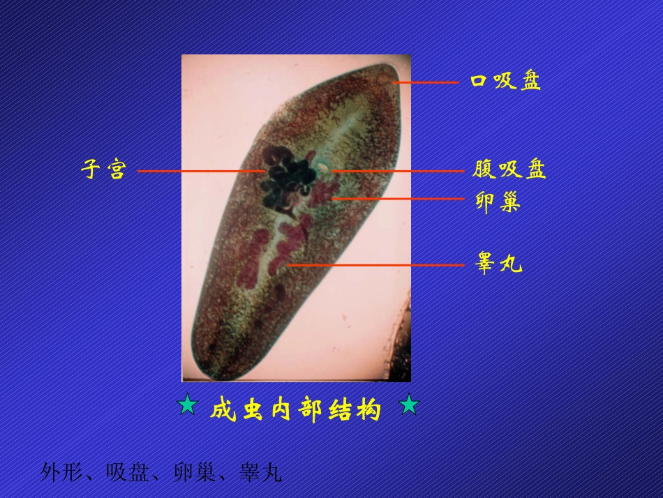 斯氏狸殖吸虫2012_第2页