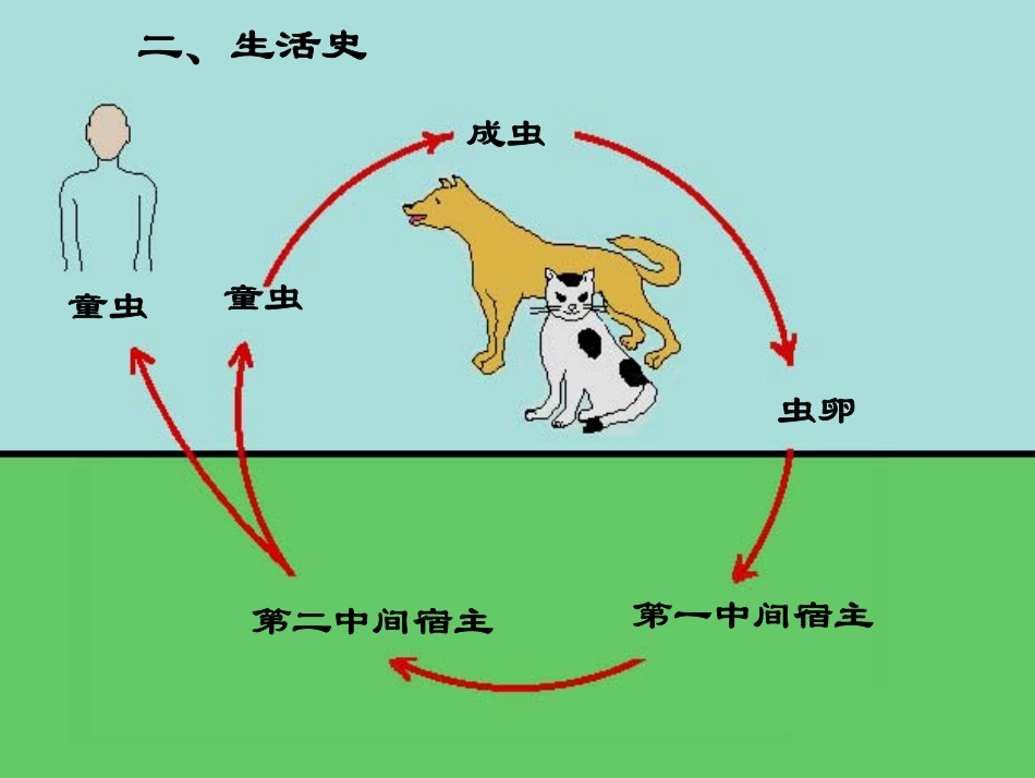 斯氏狸殖吸虫2012_第3页