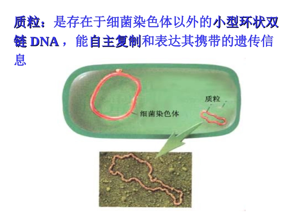 实验十三 质粒DNA的转化(2012LB)_第3页