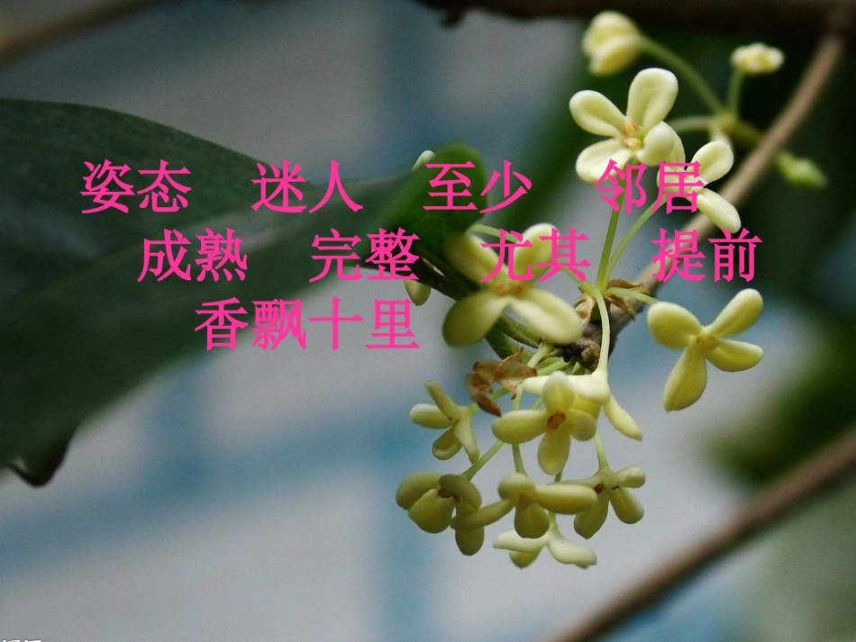 《桂花雨》课件2[1]_第3页