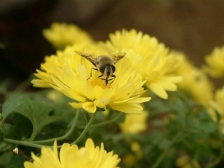 乐于劳动善于劳动