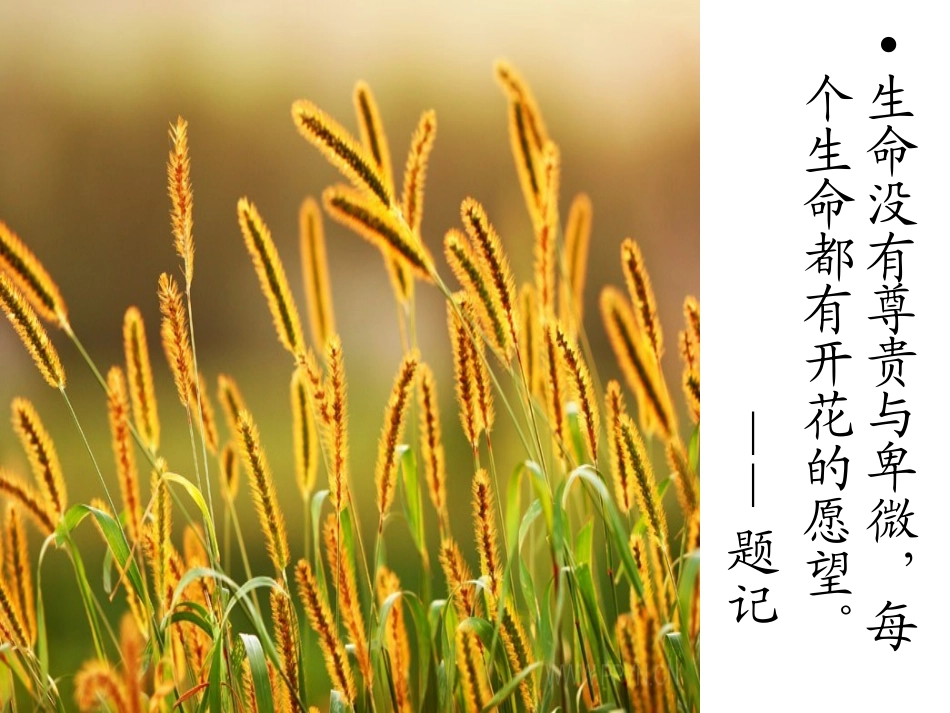 每一棵草都会开花_第2页
