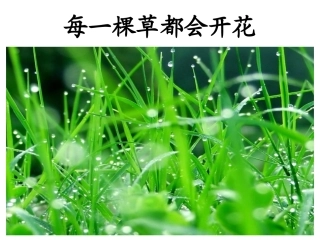 每一棵草都会开花