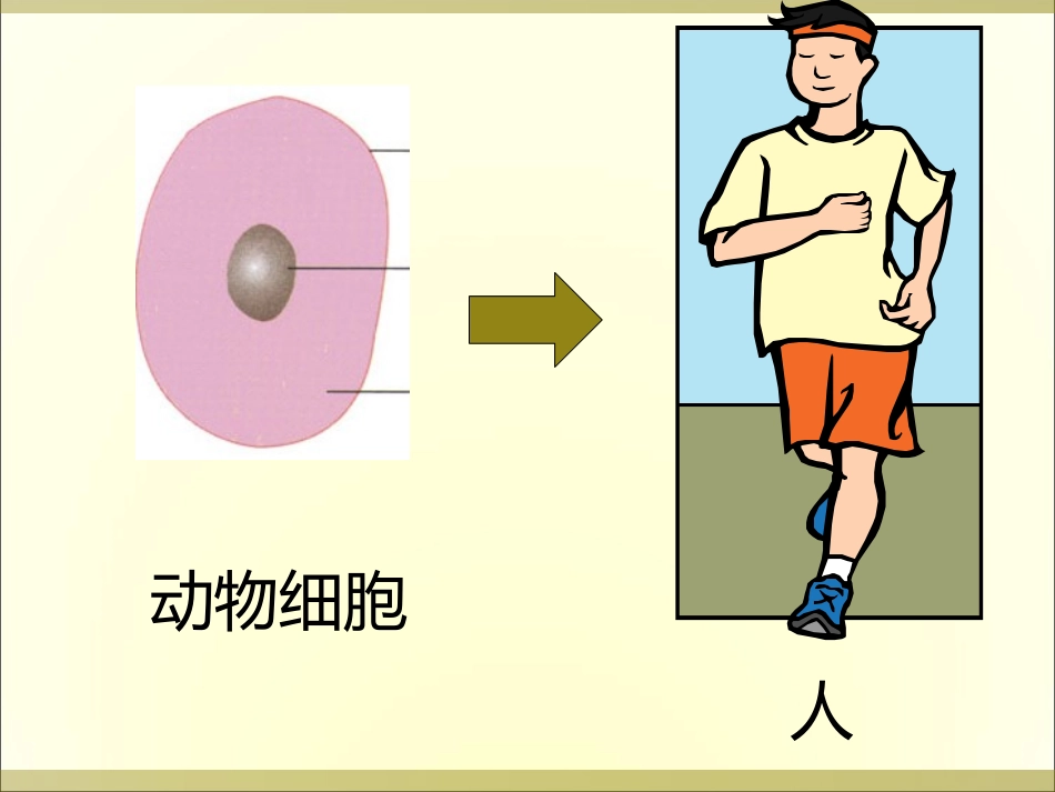 动物的结构层次_第2页
