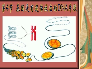 必修二34基因是有遗传效应的DNA片段