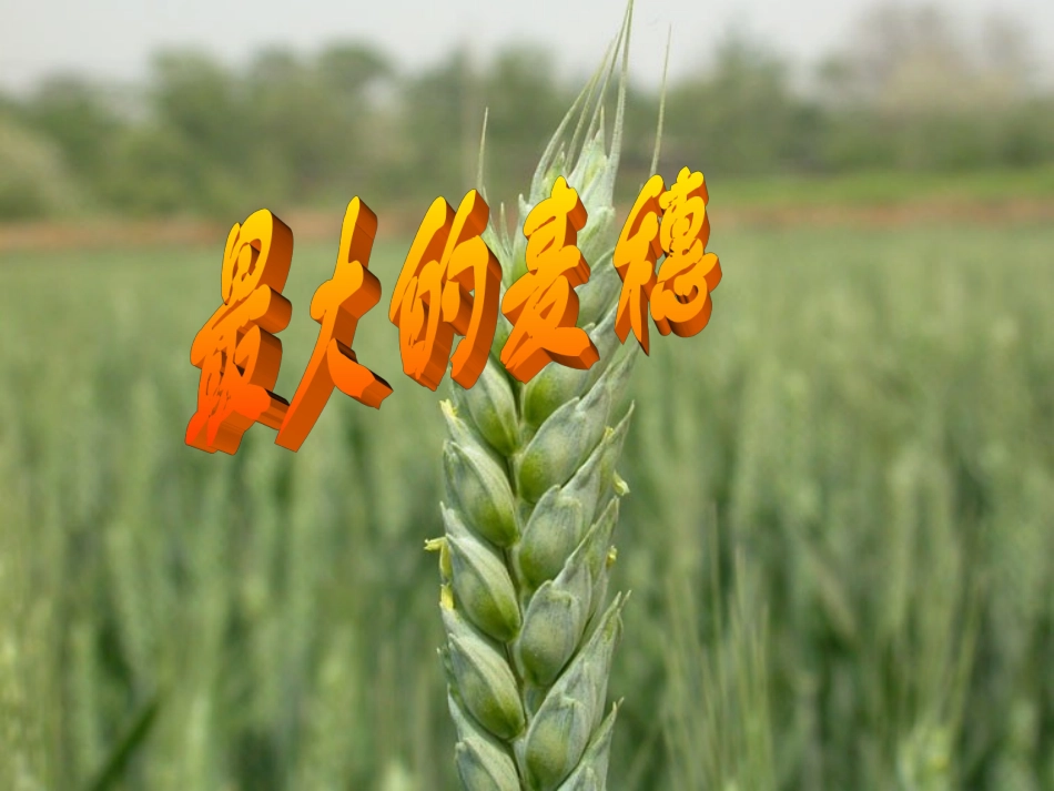 《最大的麦穗》PPT_第1页